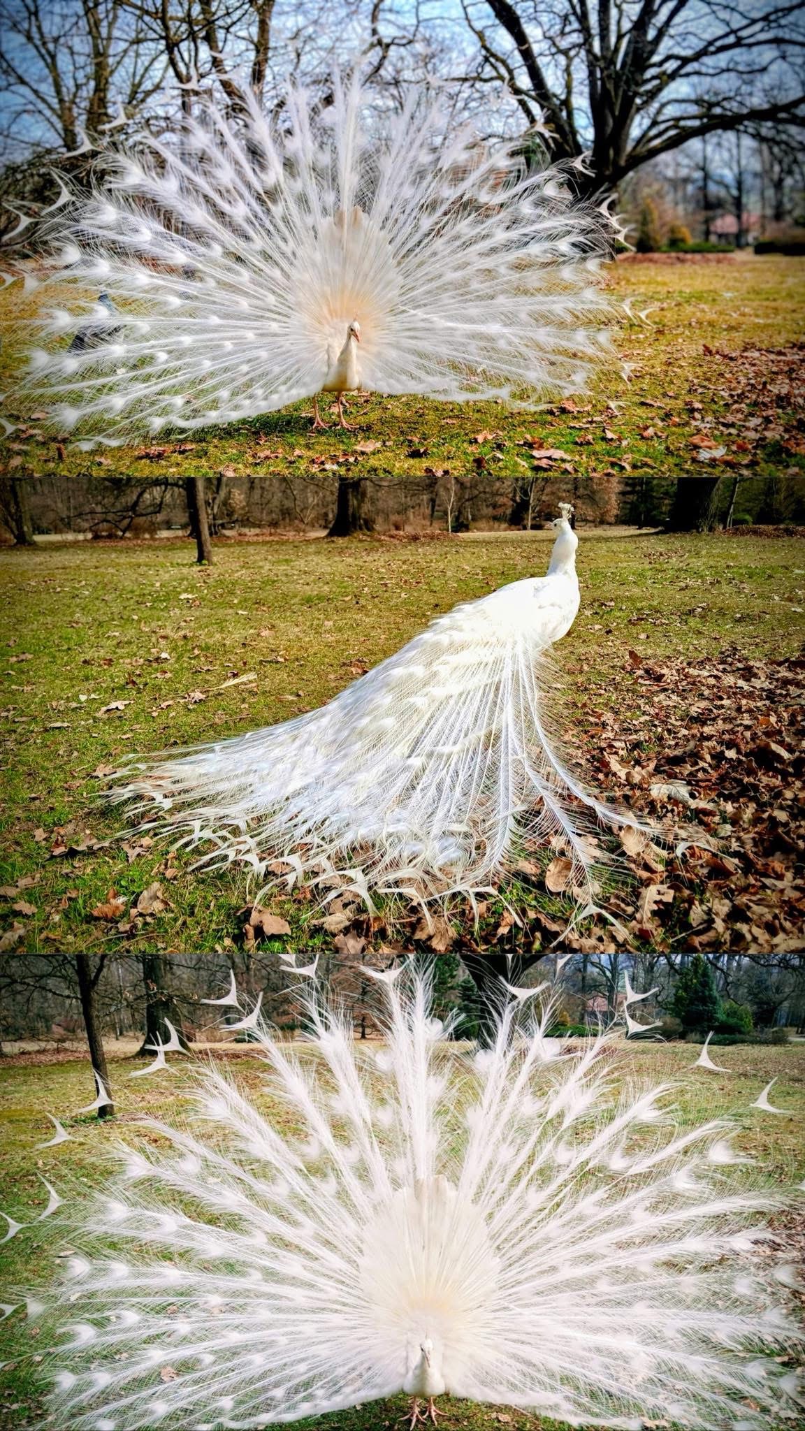 Zahájení sezóny Zámku Jemniště