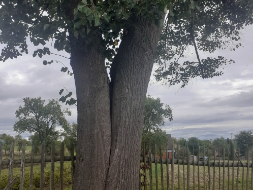 Proč se kácí stromy v Domašíně a ve Znosimi?