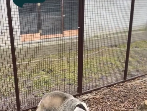 Jezevčice Jenda je v paraZOO doma